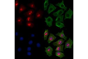 ABIN7094399 and ABIN7098446 staining HepG2 cells by IF/ICC. (NOP58 antibody  (Internal Region))