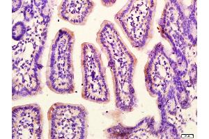 Paraformaldehyde-fixed, paraffin embedded Mouse small intestine, Antigen retrieval by boiling in sodium citrate buffer (pH6. (G Protein alpha S (AA 901-1037) antibody)