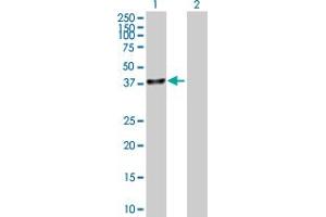 Western Blot analysis of UBLCP1 expression in transfected 293T cell line by UBLCP1 MaxPab polyclonal antibody.