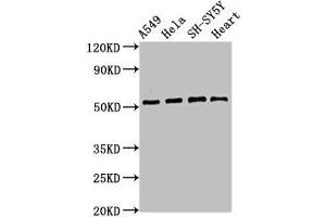 Western Blot Positive WB detected in: A549 whole cell lysate, Hela whole cell lysate, SH-SY5Y whole cell lysate, Mouse heart tissue All lanes: ATG4D antibody at 2.