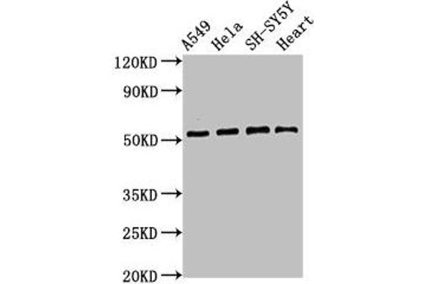 ATG4D antibody  (AA 14-43)