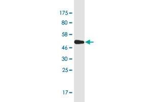 Western Blot detection against Immunogen (57. (PSMG1 antibody  (AA 1-288))