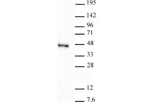 SIRT6 antibody (pAb) tested by Western blot. (SIRT6 antibody  (C-Term))