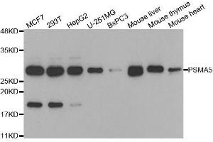 Western blot analysis of extracts of various cell lines, using PSMA5 antibody. (PSMA5 antibody  (AA 1-241))