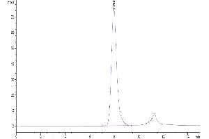 The purity of Human Fc gamma RIIA/CD32a (H167) is greater than 95 % as determined by SEC-HPLC.