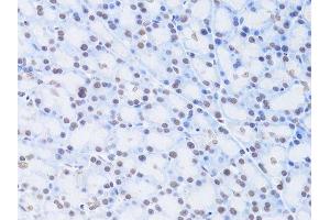 Immunohistochemistry (Paraffin-embedded Sections) (IHC (p)) image for anti-Lamin B2 (LMNB2) (AA 341-620) antibody (ABIN6143268)