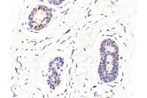 Immunohistochemical analysis of paraffin-embedded Human Normal breast section using Pink1 (ABIN1944795 and ABIN2838499). (GATA3 antibody  (AA 1-444))