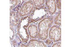ABIN6269167 at 1/100 staining human Kidney tissue sections by IHC-P. (PKC alpha antibody  (C-Term))