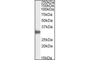 Image no. 1 for anti-Lactate Dehydrogenase C (LDHC) (AA 221-233), (Internal Region) antibody (ABIN374990)