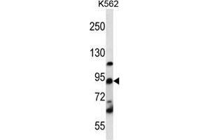 UBTF Antibody (C-term) western blot analysis in K562 cell line lysates (35 µg/lane). (UBTF antibody  (C-Term))