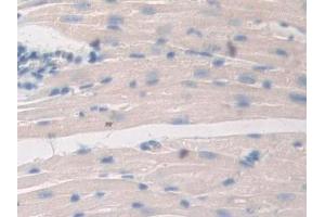 DAB staining on IHC-P; Samples: Mouse Heart Tissue (PTGES2 antibody  (AA 144-384))