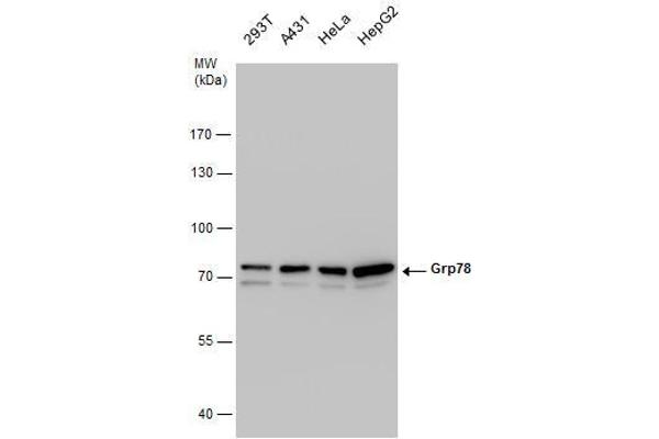 GRP78 antibody  (Internal Region)