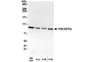 Western Blotting (WB) image for anti-Splicing Factor Proline/glutamine-Ric (SFPQ) (AA 225-275) antibody (ABIN7453761) (SFPQ antibody  (AA 225-275))