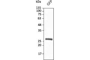 Western Blotting (WB) image for anti-Green Fluorescent Protein (GFP) antibody (DyLight 633) (ABIN7273062) (GFP antibody  (DyLight 633))