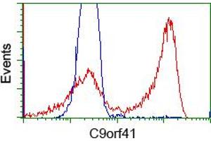 HEK293T cells transfected with either RC205116 overexpress plasmid (Red) or empty vector control plasmid (Blue) were immunostained by anti-C9orf41 antibody (ABIN2452872), and then analyzed by flow cytometry. (C9orf41 antibody)