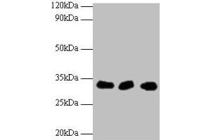 Western blot All lanes: HUS1 antibody at 2 μg/mL Lane 1: Hela whole cell lysate Lane 2: 293T whole cell lysate Lane 2: A431 whole cell lysate Secondary Goat polyclonal to rabbit IgG at 1/10000 dilution Predicted band size: 32, 30 kDa Observed band size: 32 kDa
