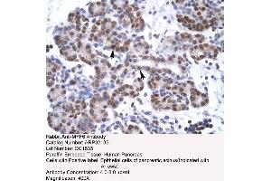 Human Pancreas (MYF6 antibody  (N-Term))
