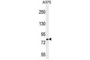 CB086 Antibody (C-term) western blot analysis in A375 cell line lysates (35µg/lane). (WDPCP antibody  (C-Term))