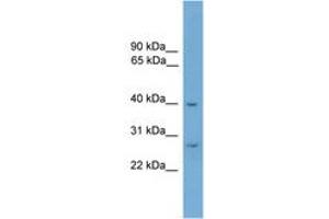 ATPAF1 antibody  (AA 130-179)