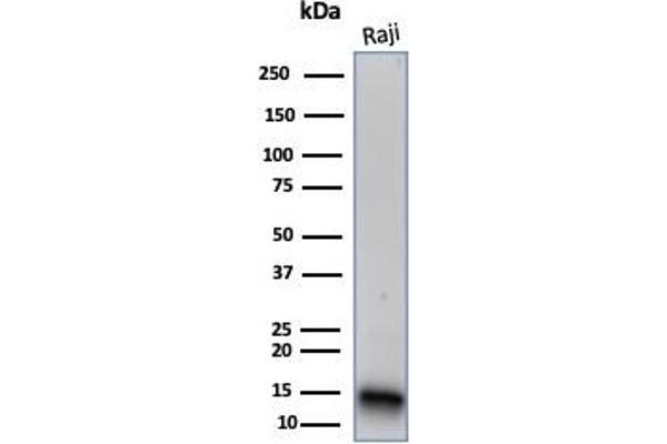 FABP5 antibody