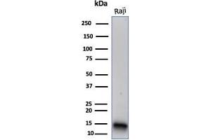 Western blot analysis of Raji cell lysate using FABP5 Mouse Monoclonal Antibody (CPTC-FABP5-3). (FABP5 antibody)