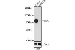 Western blot analysis of extracts from normal (control) and YAP1 knockout (KO) HeLa cells using YAP1 Polyclonal Antibody at dilution of 1:1000. (YAP1 antibody)