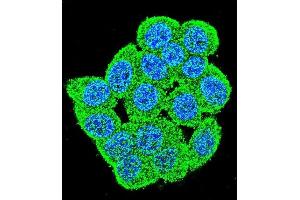 Confocal immunofluorescent analysis of D2 Antibody (C-term) (ABIN655413 and ABIN2844958) with Hela cell followed by Alexa Fluor 488-conjugated goat anti-rabbit lgG (green). (PM20D2 antibody  (C-Term))