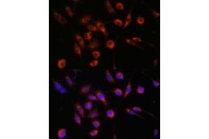 Immunofluorescence analysis of L929 cells using COL4BP antibody (ABIN7266461) at dilution of 1:100. (COL4A3BP antibody  (AA 369-598))