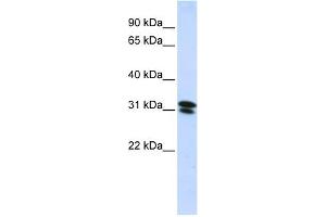 WB Suggested Anti-RNF182 Antibody Titration:  0. (RNF182 antibody  (N-Term))
