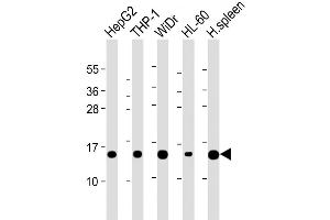 Western Blot at 1:2000 dilution Lane 1: HepG2 whole cell lysate Lane 2: THP-1 whole cell lysate Lane 3: WiDr whole cell lysate Lane 4: HL-60 whole cell lysate Lane 5: Human spleen lysate Lysates/proteins at 20 ug per lane. (LYZ antibody  (C-Term))