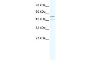 Western Blotting (WB) image for anti-TAF5-Like RNA Polymerase II, P300/CBP-Associated Factor (PCAF)-Associated Factor, 65kDa (TAF5L) antibody (ABIN2460505) (TAF5L antibody)