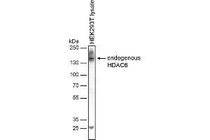 Western blotting analysis of human HDAC6 by mouse monoclonal antibody 236 in HEK-293T cell line under reducing conditions. (HDAC6 antibody)