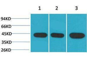 Western Blotting (WB) image for anti-alpha-SMA antibody (ABIN3179030) (alpha-SMA antibody)