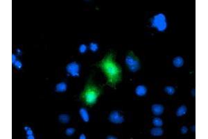 Anti-CDKN3 mouse monoclonal antibody (ABIN2455049) immunofluorescent staining of COS7 cells transiently transfected by pCMV6-ENTRY CDKN3 (RC213080). (CDKN3 antibody)