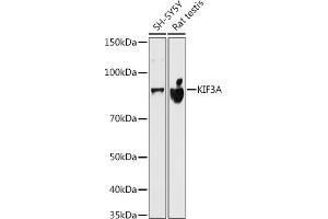 Western blot analysis of extracts of various cell lines, using KIF3A antibody (ABIN7268132) at 1:500 dilution. (KIF3A antibody)