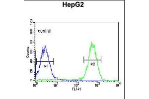 Flow cytometric analysis of HepG2 cells (right histogram) compared to a negative control cell (left histogram). (Tescalcin antibody  (C-Term))