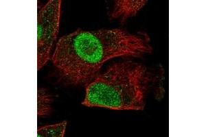 Immunofluorescent staining of human cell line U-251MG with HEXIM2 polyclonal antibody  at 1-4 ug/mL dilution shows positivity in nucleus but not nucleoli.