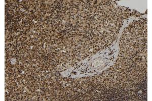 ABIN6279877 at 1/100 staining Mouse spleen tissue by IHC-P. (ELOF1 antibody  (Internal Region))
