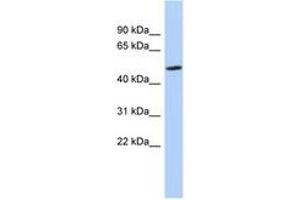 Image no. 1 for anti-Zinc Finger Protein 329 (ZNF329) (AA 35-84) antibody (ABIN6742638) (ZNF329 antibody  (AA 35-84))