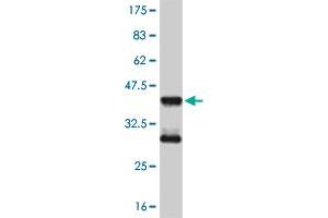 Western Blot detection against Immunogen (36. (MEF2D antibody  (AA 256-351))