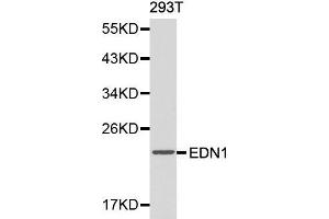 Western blot analysis of 293T cell lysate using EDN1 antibody. (Endothelin 1 antibody  (AA 18-212))