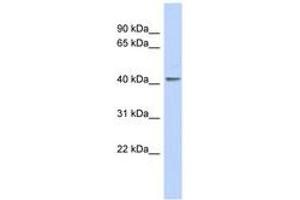 Image no. 1 for anti-Kruppel-Like Factor 1 (erythroid) (KLF1) (N-Term) antibody (ABIN6742320) (KLF1 antibody  (N-Term))