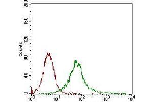 Flow cytometric analysis of Jurkat cells using CAMK2G mouse mAb (green) and negative control (red). (CAMKII gamma antibody  (AA 322-481))