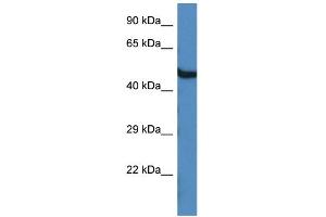 WB Suggested Anti-Oasl1 Antibody   Titration: 1. (OASL antibody  (C-Term))