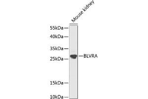 Western blot analysis of extracts of mouse kidney, using BLVRA antibody (ABIN1678871, ABIN3018072, ABIN3018073 and ABIN6220352) at 1:1000 dilution. (Biliverdin Reductase antibody  (AA 1-296))
