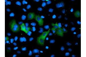 Anti-GPHN mouse monoclonal antibody (ABIN2454096) immunofluorescent staining of COS7 cells transiently transfected by pCMV6-ENTRY GPHN (RC205986). (Gephyrin antibody)
