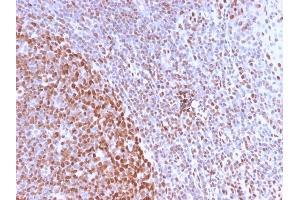 Formalin-fixed, paraffin-embedded human Tonsil stained with Pan-Nuclear Antigen Monoclonal Antibody (NM2984R). (Recombinant Nuclear Antigen (Pan-Nuclear Marker) antibody)