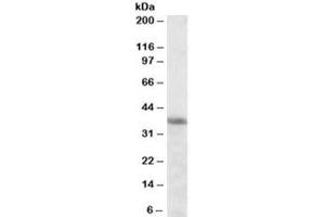 Western blot testing of K562 cell lysate with HMOX2 antibody at 0. (HMOX2 antibody)