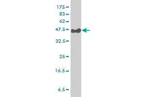 PSCD3 monoclonal antibody (M01), clone 6D3-1A9 Western Blot analysis of PSCD3 expression in Hela S3 NE . (Cytohesin 3 antibody  (AA 1-180))