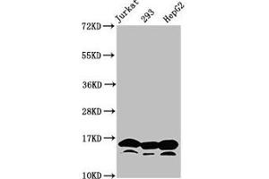 Western Blotting (WB) image for anti-Histone Cluster 1, H3a (HIST1H3A) (acLys4) antibody (ABIN7139182)